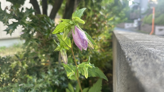 花ざかり